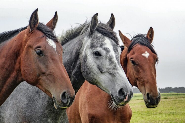 Curiosidades de los caballos